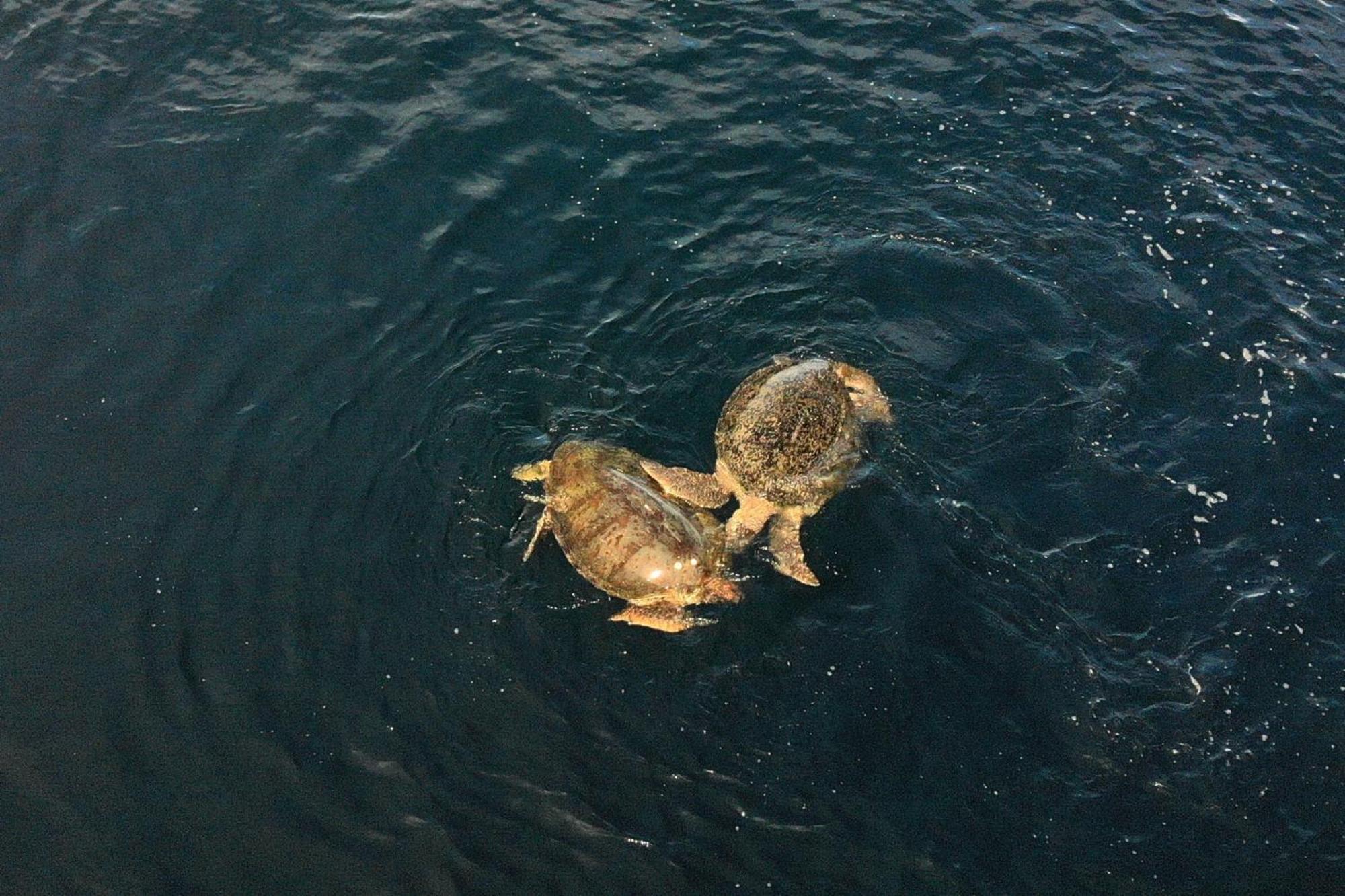 Nunukan Island Resort Maratua Island Eksteriør bilde