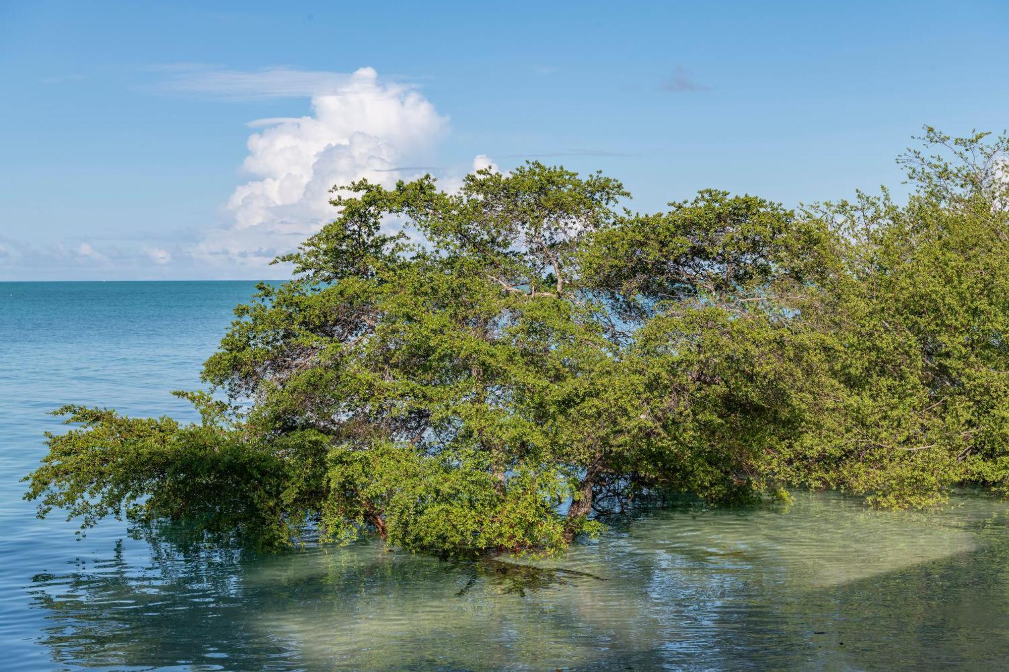 Nunukan Island Resort Maratua Island Eksteriør bilde